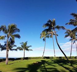 palm